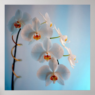 Zweigstelle Orchid Poster