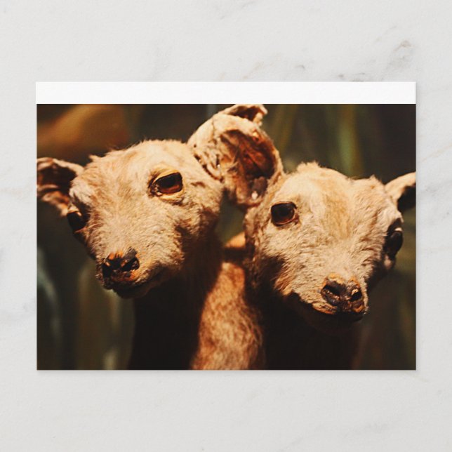 zweiköpfige Ziege Postkarte (Vorderseite)