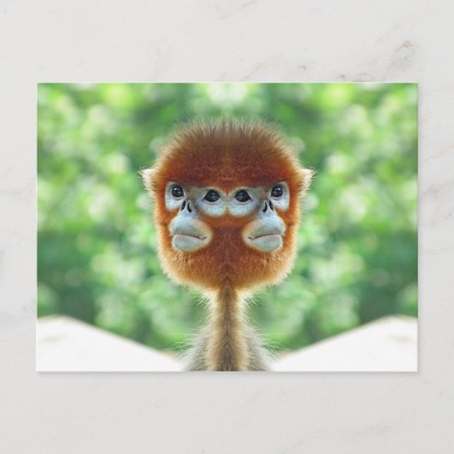 Zweiköpfiger Baby Affe Postkarte (Vorderseite)