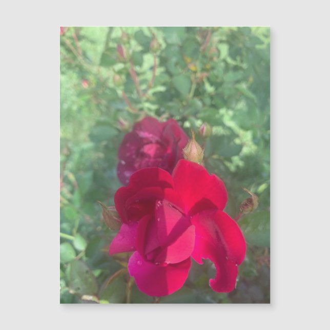 Zweimal so nette Rose Magnet (Vorderseite)