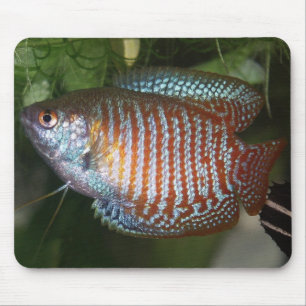 Zwerg Gourami - Colisa lalia Mousepad