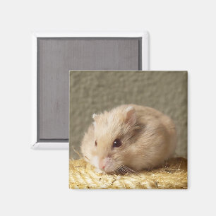 Zwerg Russischer Hamster mit vollen Wangen Magnet