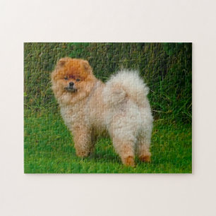 Zwerg Spitz Spitz Hund. Puzzle