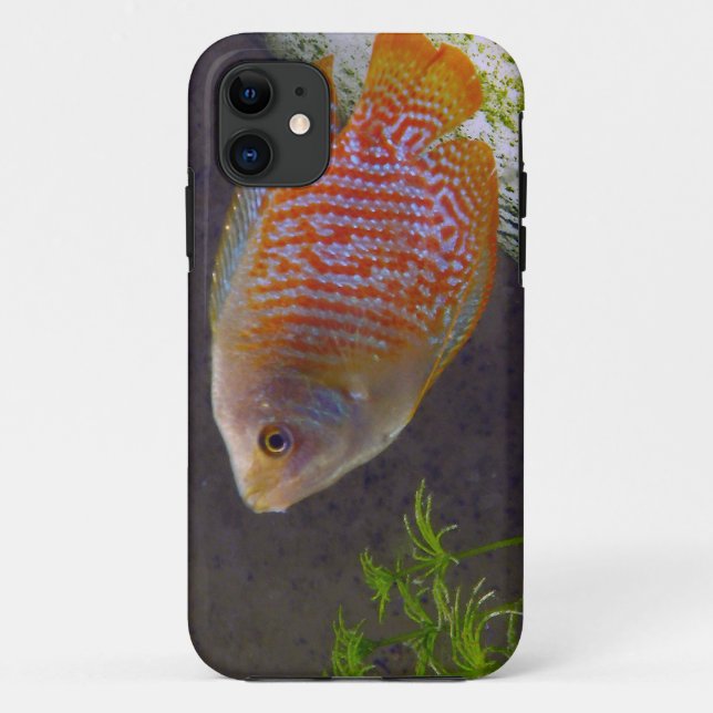 Zwergartige Gourami-Fische Case-Mate iPhone Hülle (Rückseite)