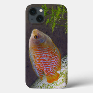 Zwergartige Gourami-Fische Case-Mate iPhone Hülle
