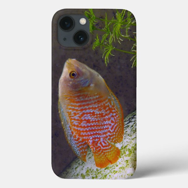Zwergartige Gourami-Fische Case-Mate iPhone Hülle (Rückseite)