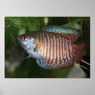 Zwergartiger Gourami - Colisa lalia Poster