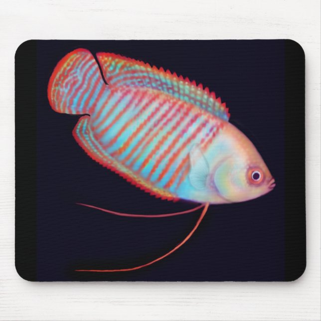 Zwergartiger Gourami-tropische Fische Mousepad (Vorne)