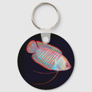 Zwergartiger Gourami-tropischer Schlüsselanhänger