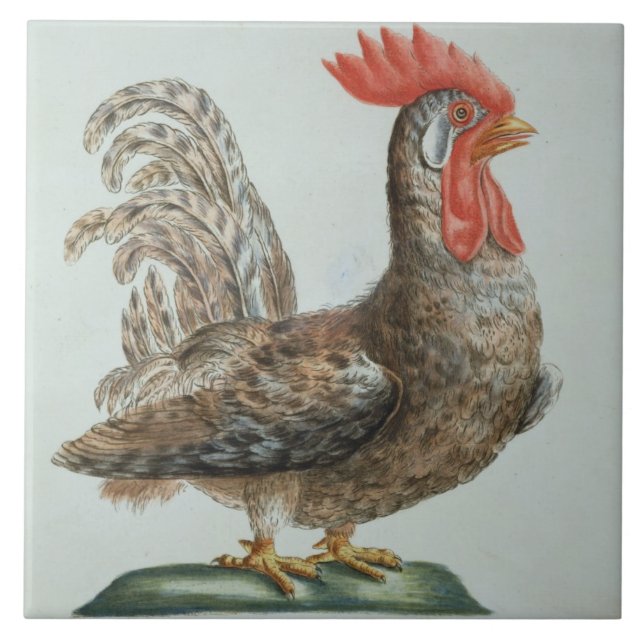 Zwergartiger junger Hahn, c.1767-76 (Hand farbiger Fliese (Vorderseite)