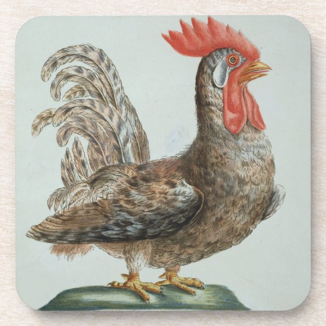 Zwergartiger junger Hahn, c.1767-76 (Hand farbiger Getränkeuntersetzer (Vorderseite)