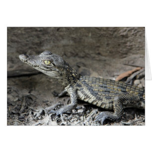 Zwergartiges Krokodil des Babys