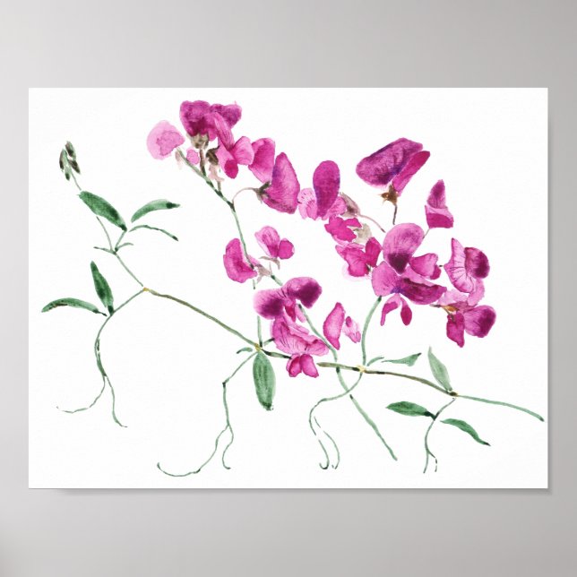 Zwergerbsen Blume Aquarell Poster (Vorne)