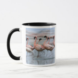 Zwergflamingos in Bewegung, Phoenicopterus Tasse