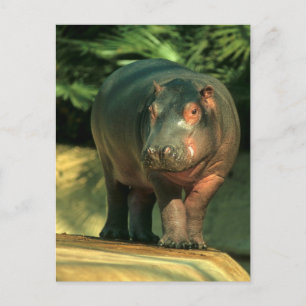 Zwergflusspferd (Choeropsis liberiensis) Postkarte