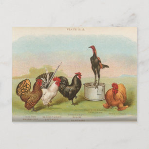 Zwerghühner Postkarte