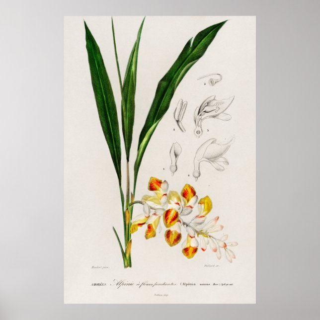 Zwergkardamom (Alpinia nutans) Poster (Vorne)