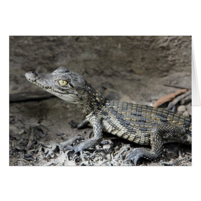 Zwergkrokodil (Vorderseite (Horizontal))