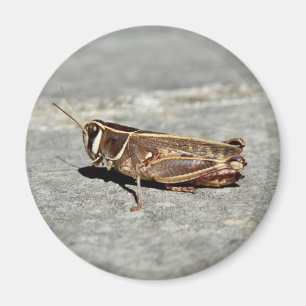 Zwergmagnet Magnet