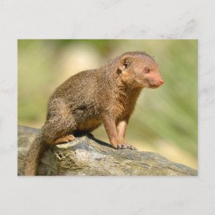 Zwergmönch Postkarte