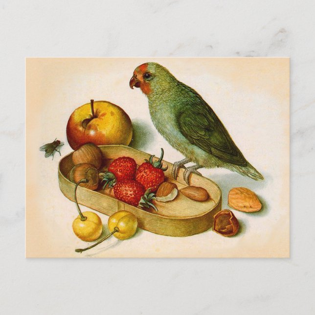 Zwergpapagei mit Obst und Nüssen Postkarte (Vorderseite)