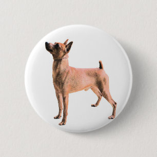 Zwergpinscher Button