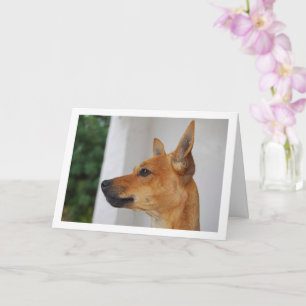 Zwergpinscher Kopfporträt Karte