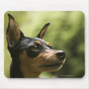 Zwergpinscher (Minute-Button) 2 Mousepad