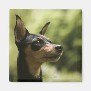 Zwergpinscher (Minute-Button) Magnet