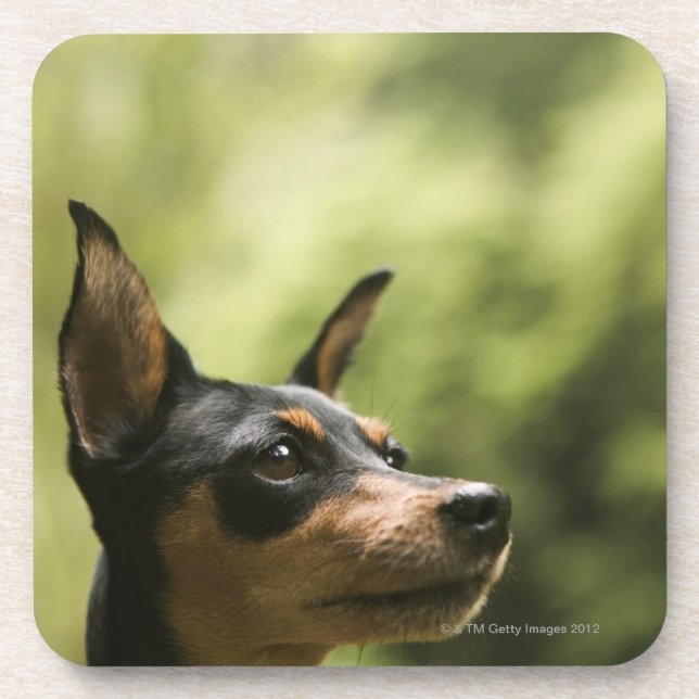 Zwergpinscher (Minute-Button) Untersetzer (Vorderseite)