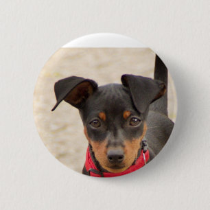Zwergpinscher-Schwarz und Rost Button