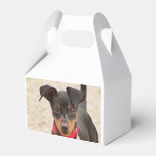 Zwergpinscher-Schwarz und Rost Geschenkschachtel
