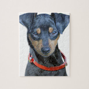 Zwergpinscher-Schwarzes und Brown Puzzle