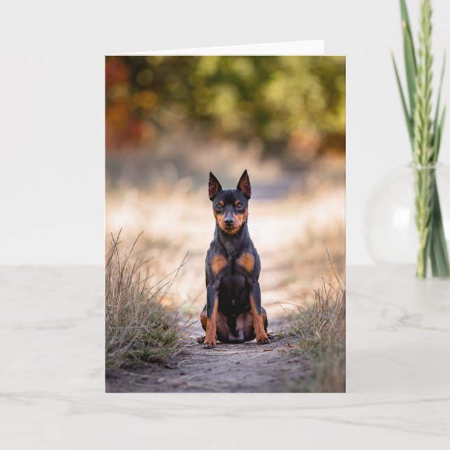 Zwergpinscher sitzend karte (Vorderseite)