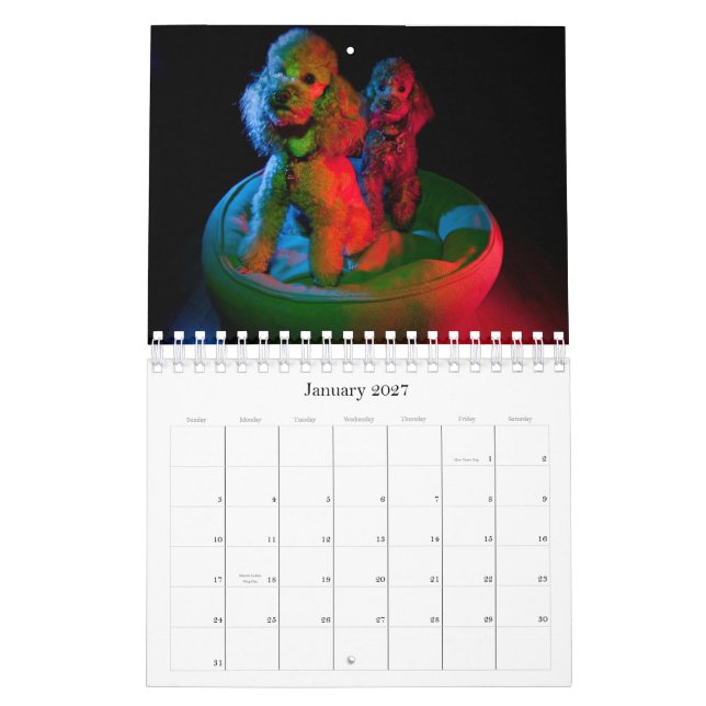 Zwergpudel-Kalender 2010 Kalender (Jan 2027)