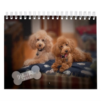 Zwergpudel-Kalender 2010 Kalender