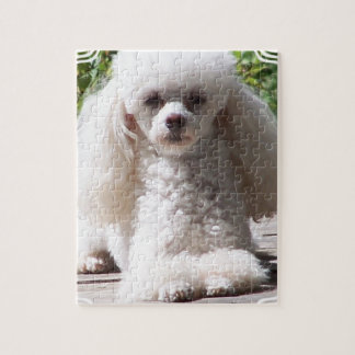 Zwergpudel Puzzle