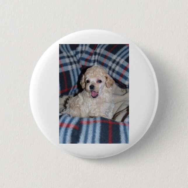 Zwergpudel-Welpen-Unterhaltung Button (Vorderseite)