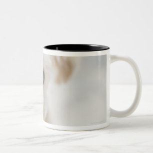 Zwergpudel Zweifarbige Tasse