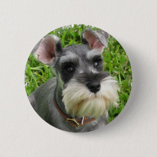 Zwergschnauzer-Knopf Button