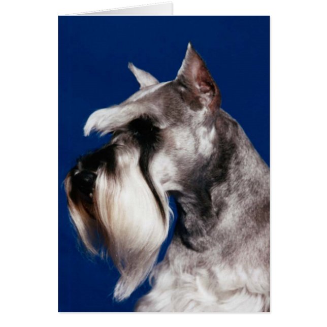 Zwergschnauzer-Kopf-Studie (Vorne)