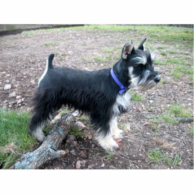 Zwergschnauzer-Verzierung Fotoskulptur Ornament (Vorne)