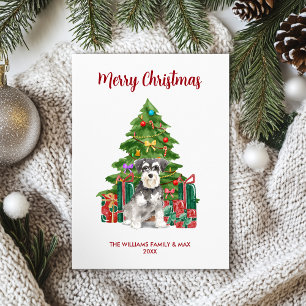 Zwergschnauzer Weihnachten