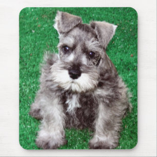 Zwergschnauzer-Welpe Mousepad