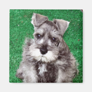 Zwergschnauzer-Welpen-Magnet Magnet