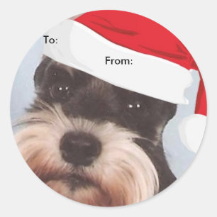 Zwergschnauzer zu/von Weihnachtsaufklebern Runder Aufkleber