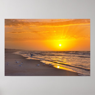 Zwergseeschwalben am Strand, Money Bayou Beach, Fl Poster