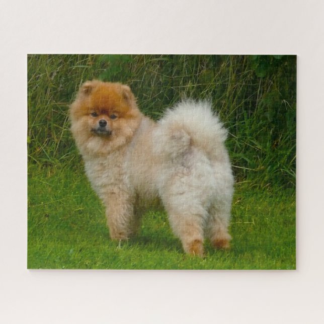 Zwergspitz Pomeranian Hund. Puzzle (Horizontal)
