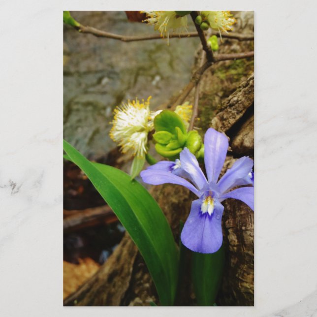Zwergzwerg Iris lila weiße Blume (Vorderseite)