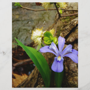 Zwergzwerg Iris lila weiße Blume